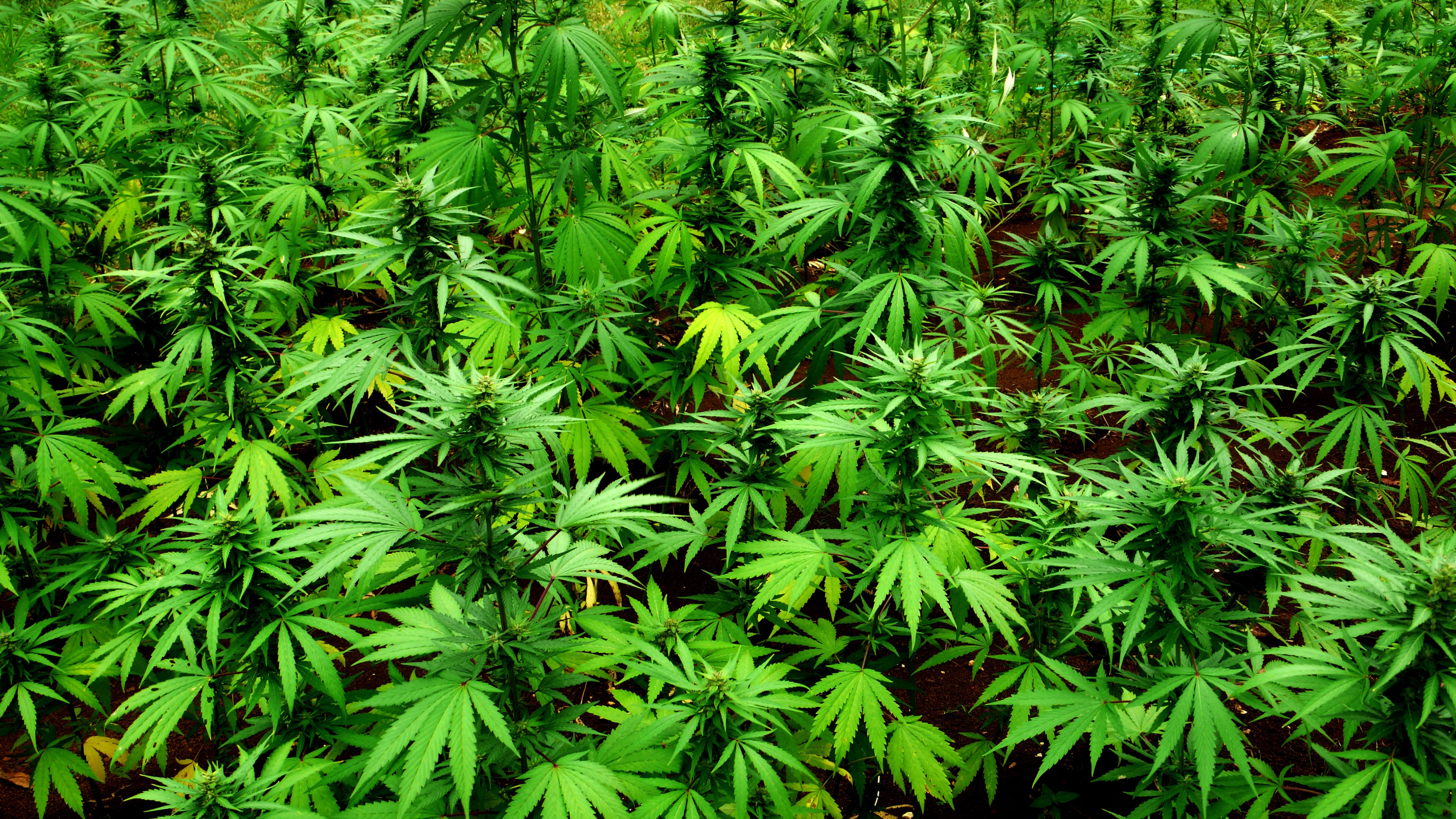 35% Plus bei diesem Cannabis-ETF: Wie könnte es weitergehen?