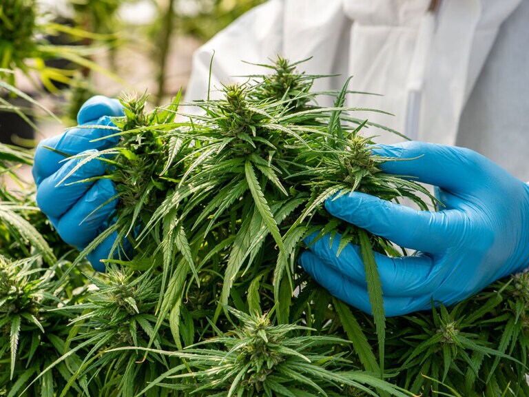 Will Bevo Farms drag down Aurora Cannabis shares and earnings?