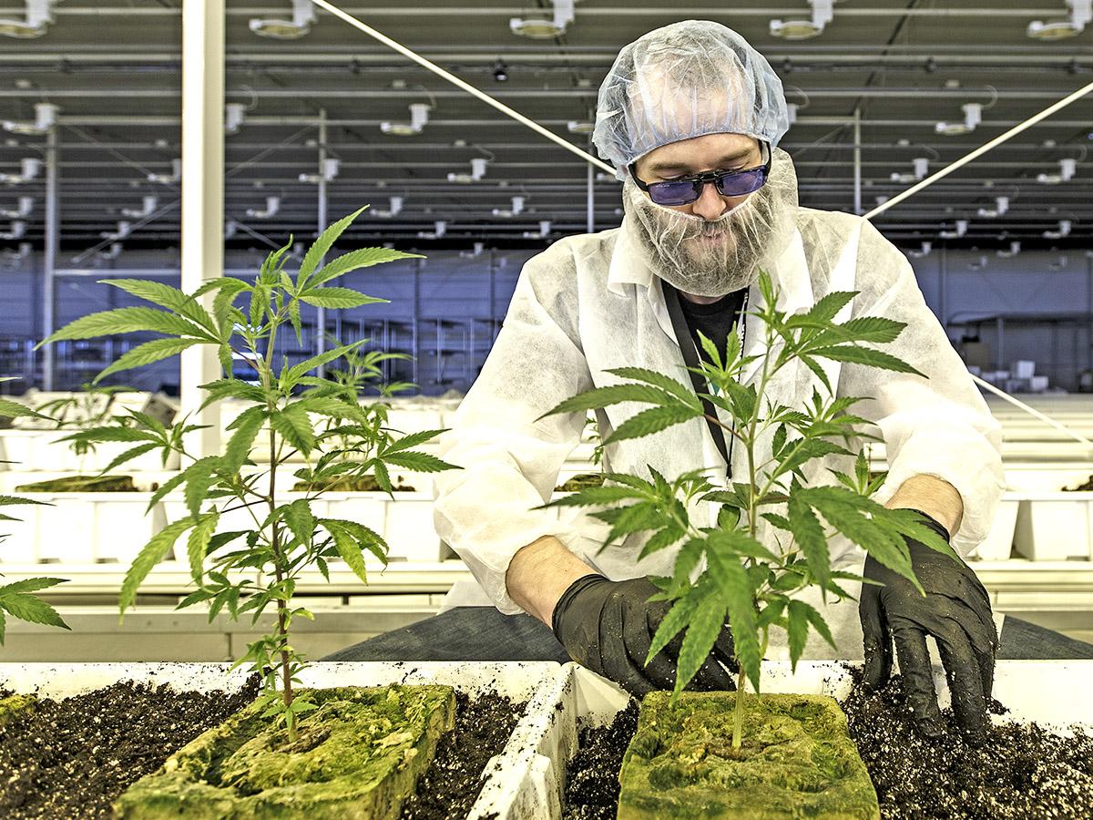 Cannabis stocks: Will 2020 be better after dismal 2019?