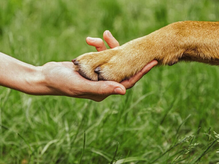 An AI Dr. Dolittle?
