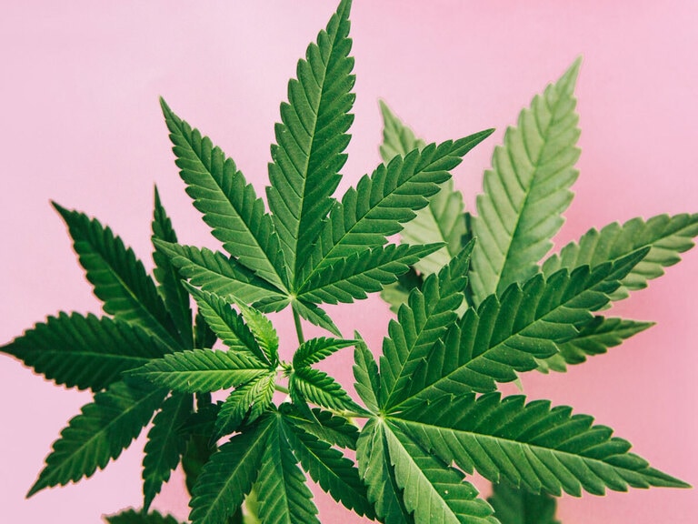 Three Cannabis Stocks Under Spotlight on US Rescheduling Talks