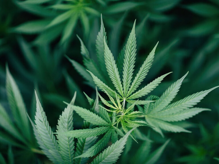 “A Consumer Goods Story” — Christian Magoon on Cannabis Legalisation