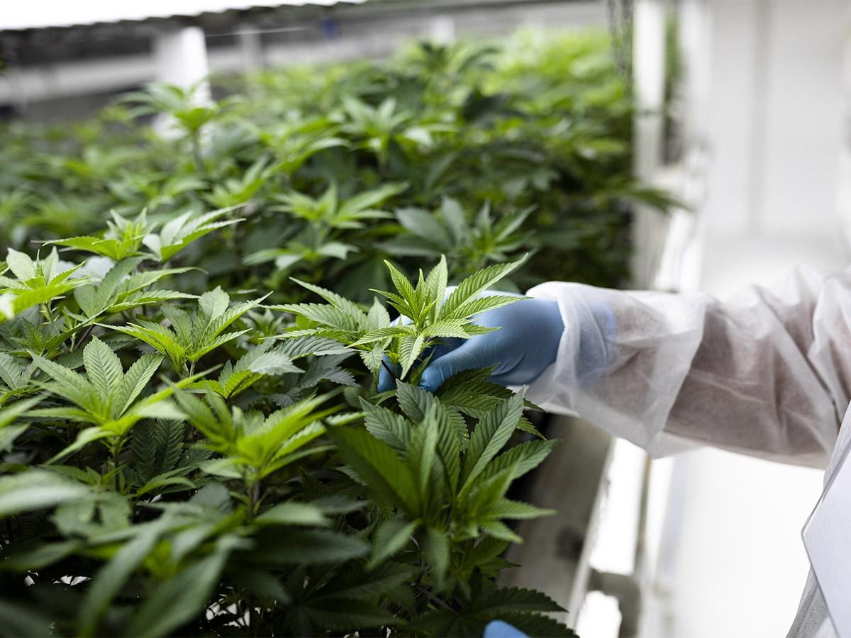 Canopy Growth, Aurora, Tilray: Will poor earnings keep cannabis stocks down?