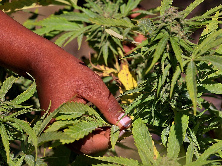 Medical cannabis fuels growth in Canopy, Cronos and Curaleaf