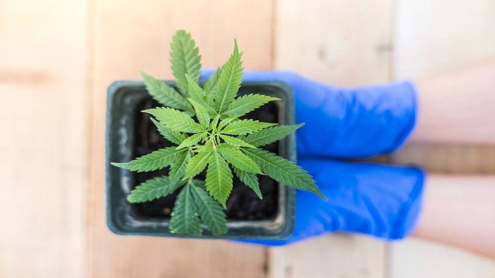 10% of Scotts Miracle-Gro profits now come from supplies used to grow cannabis. Image: Shutterstock/Checubus
