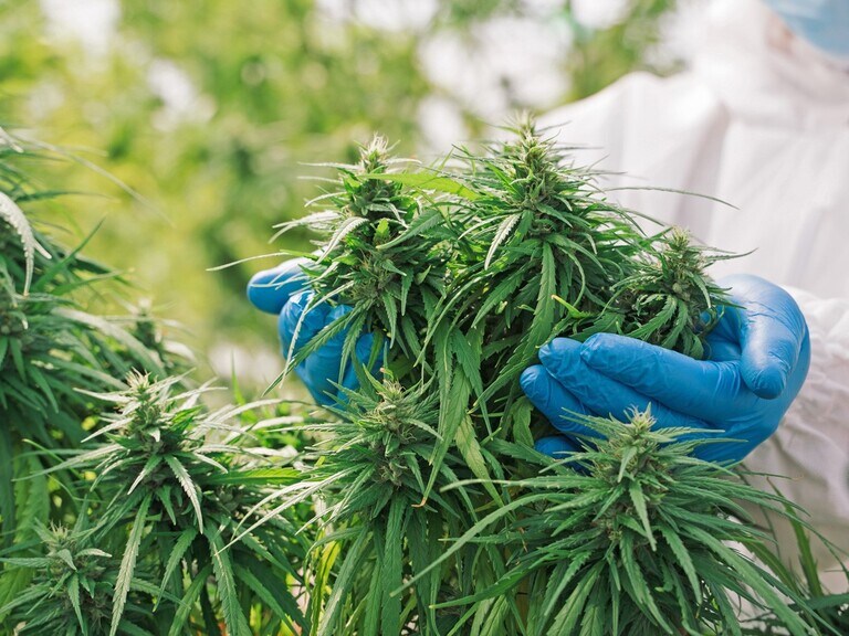 Is Tilray’s stock about to light up post earnings?