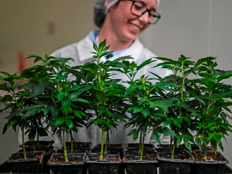 Tilray’s share price lights up on diversification strategy