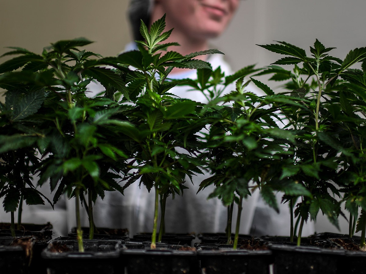 Young cannabis plants in Tilray's labs