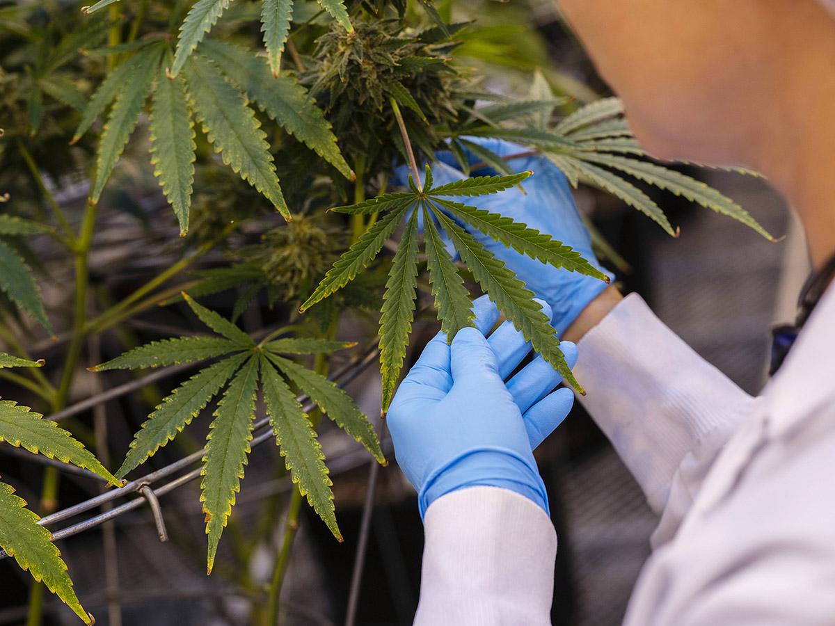 Canopy, Cronos and Aurora share prices: has the cannabis bubble burst?