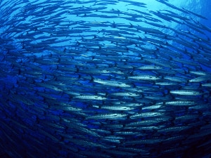 fisch_1.png