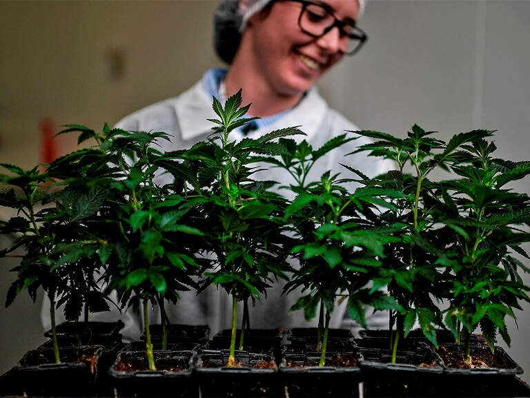 Can Tilray’s Q3 earnings buck a downwards trend?