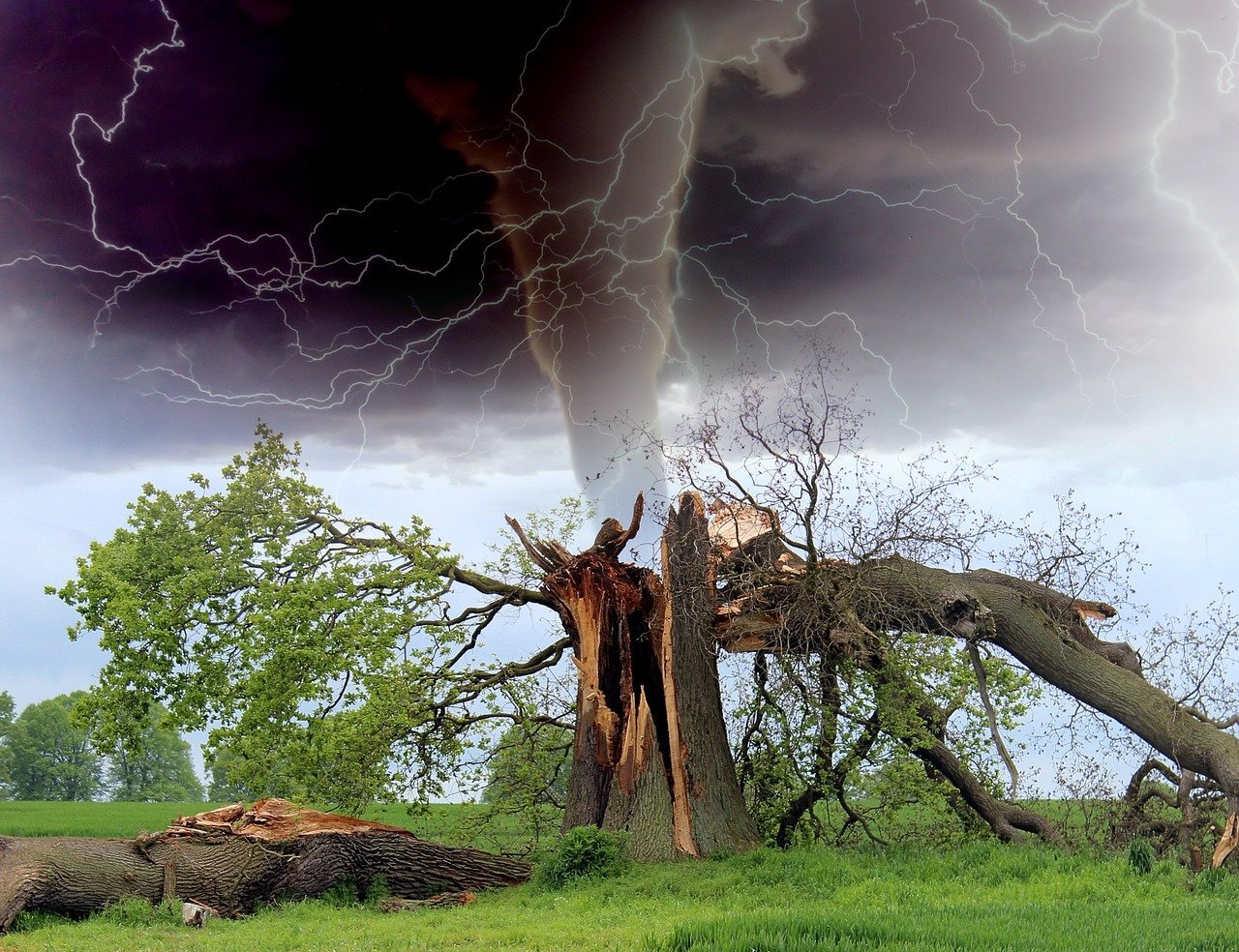 tree split by lightning in storm